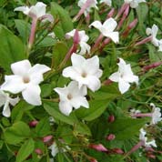 Jasmin blanc, Jasmin officinal / Jasminum officinalis